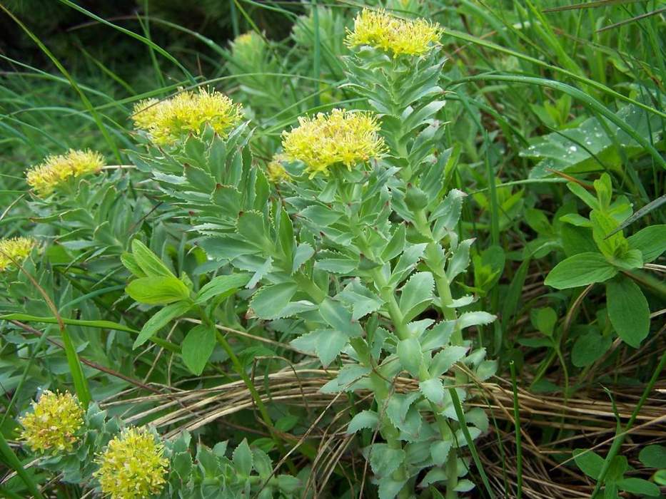 Rhodiola rosea: Species of flowering plant in the stonecrop family Crassulaceae