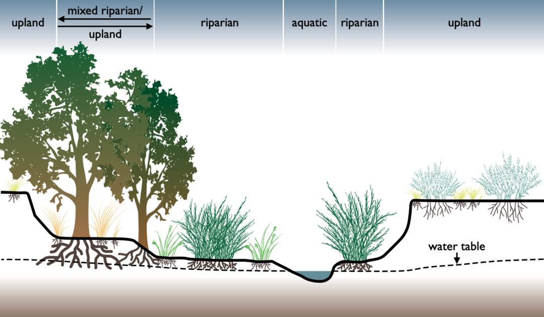 Riparian zone: Interface between land and a river or stream
