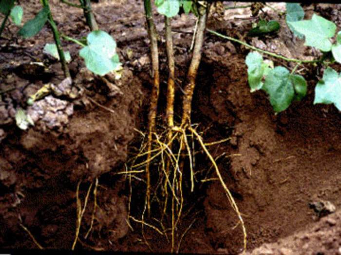 Root: Basal organ of a vascular plant