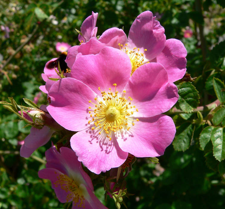 Rose: Genus of plants