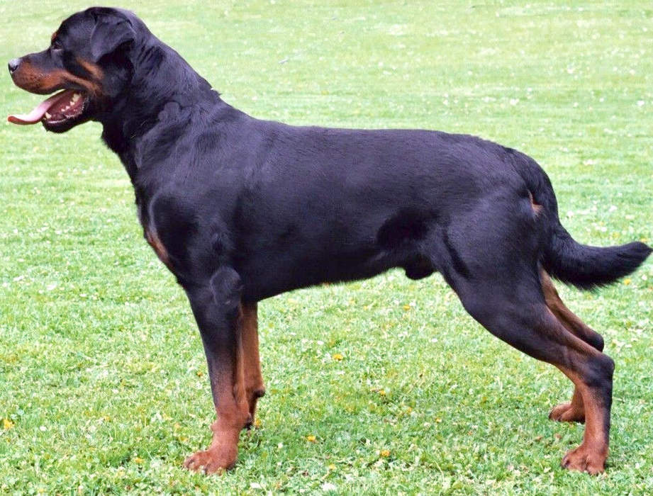 Rottweiler: Large German dog breed