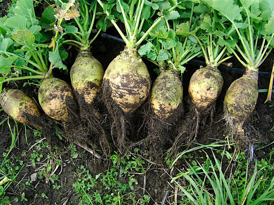 Rutabaga: Root vegetable in the Brassica family