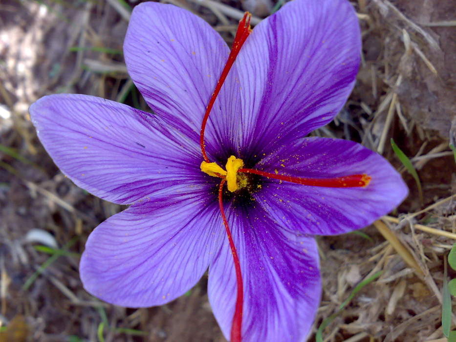 Saffron: Spice made from crocus flowers