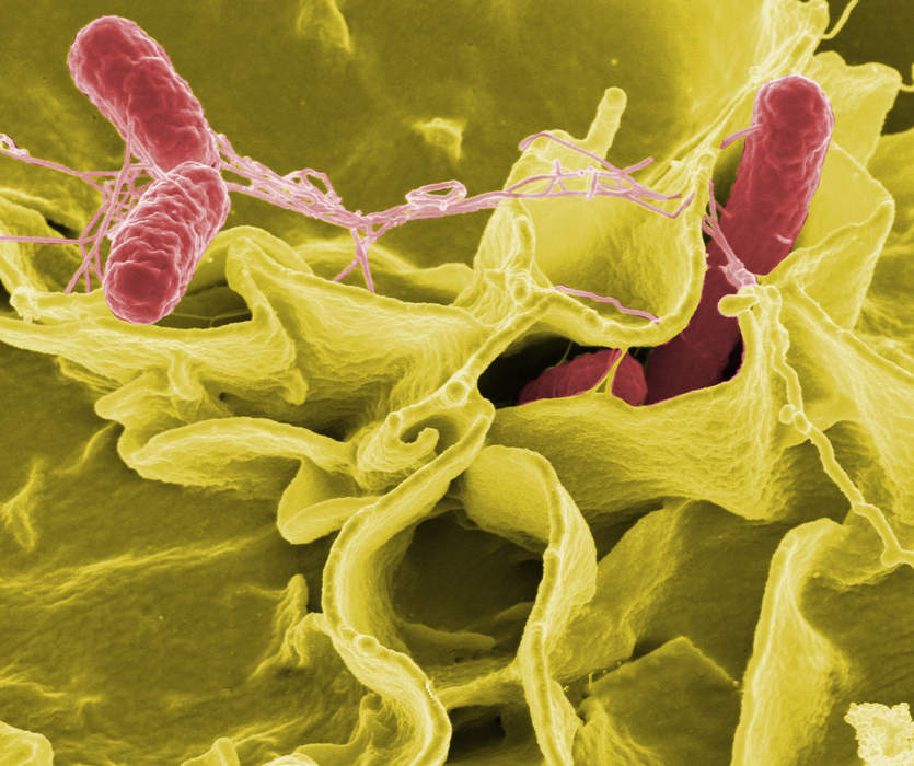 Salmonellosis: Infection caused by Salmonella bacteria