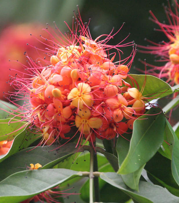 Saraca asoca: Species of plant