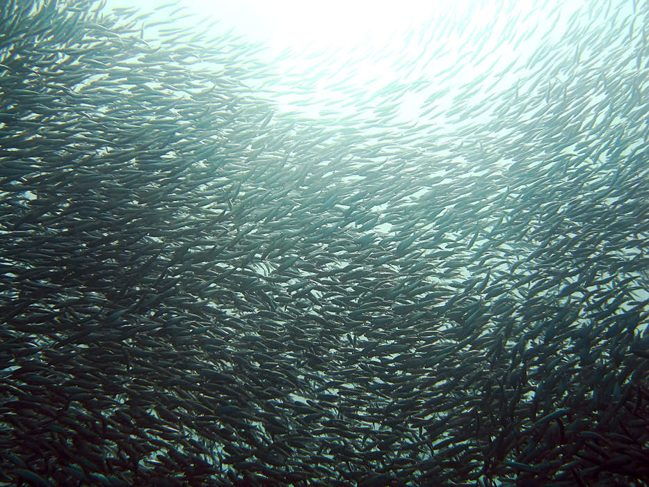 Sardine: Common names used to refer to various small, oily forage fish within the herring family of Clupeidae