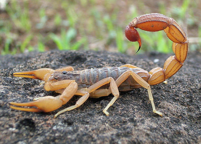 Scorpion: Predatory order of arachnids