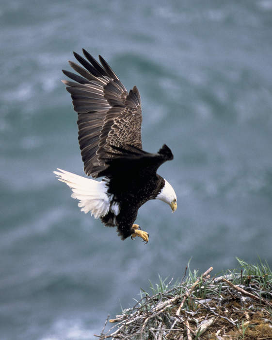 Sea eagle: Genus of birds