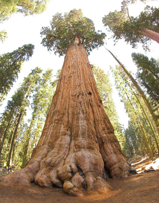 Sequoia National Park: National park in the Sierra Nevada mountains, California, U.S.