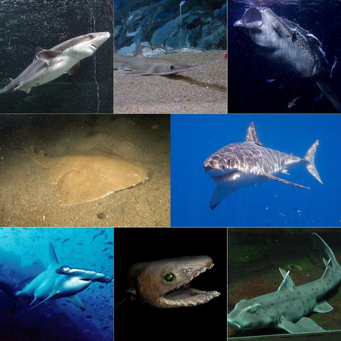 Shark: Superorder of predatory cartilaginous fish