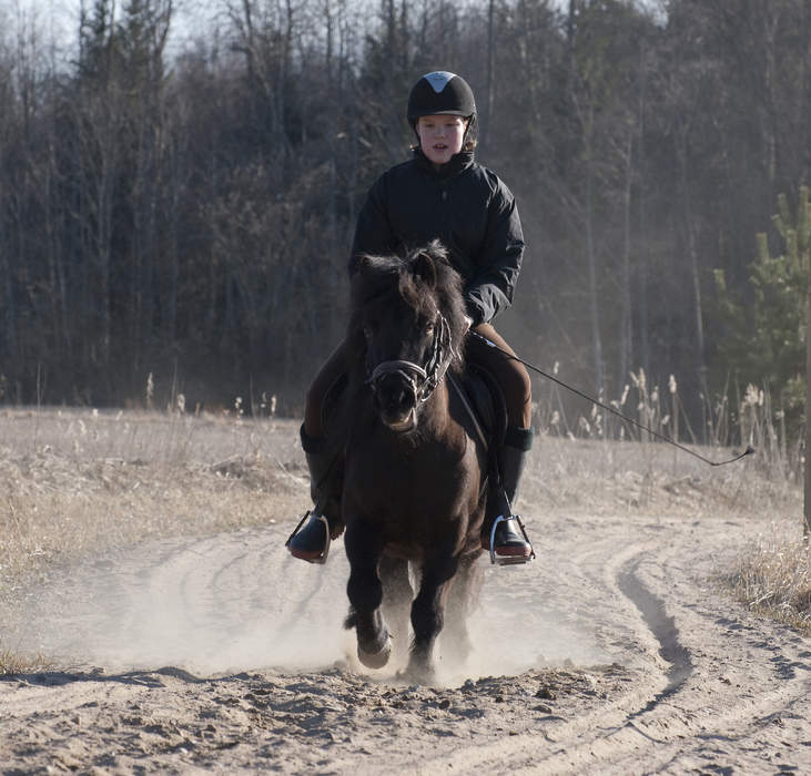 Shetland pony: Scottish breed of traditional pony