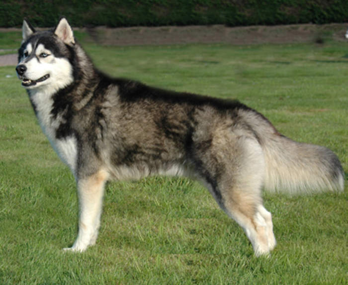 Siberian Husky: Dog breed