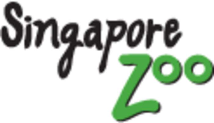 Singapore Zoo: 