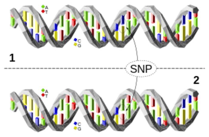 Single-nucleotide polymorphism: Single nucleotide in genomic DNA at which different sequence alternatives exist