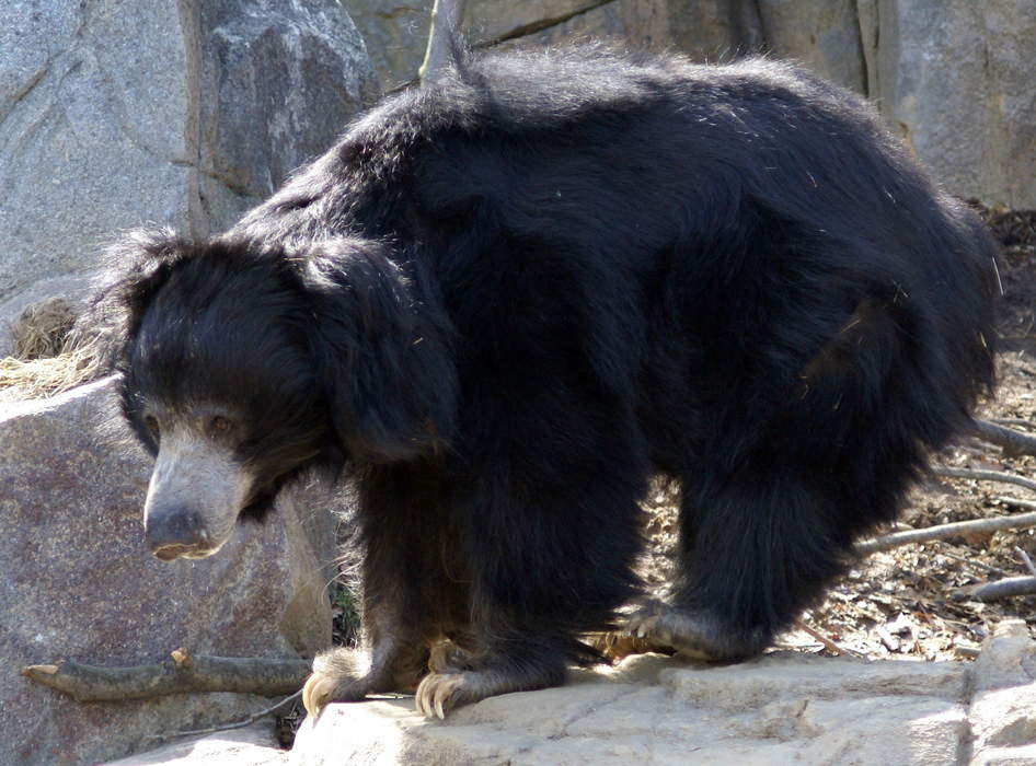 Sloth bear: Species of bear common to the Indian subcontinent
