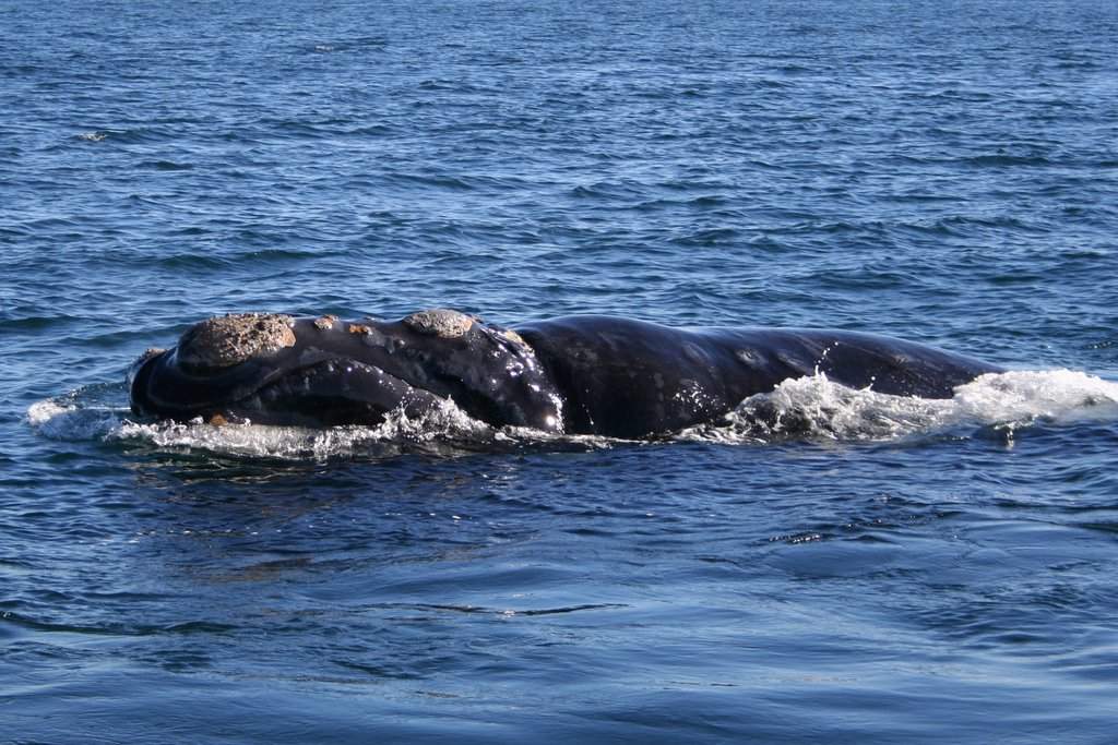 Southern right whale: Species of mammal