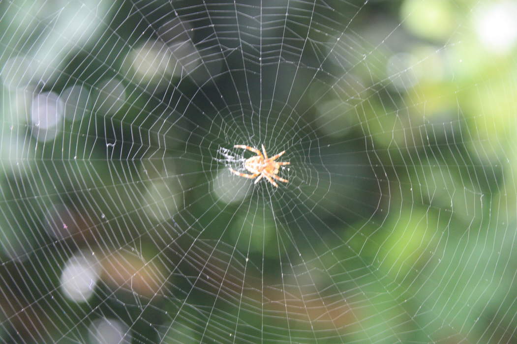 Spider web: Structure created by a spider from silk