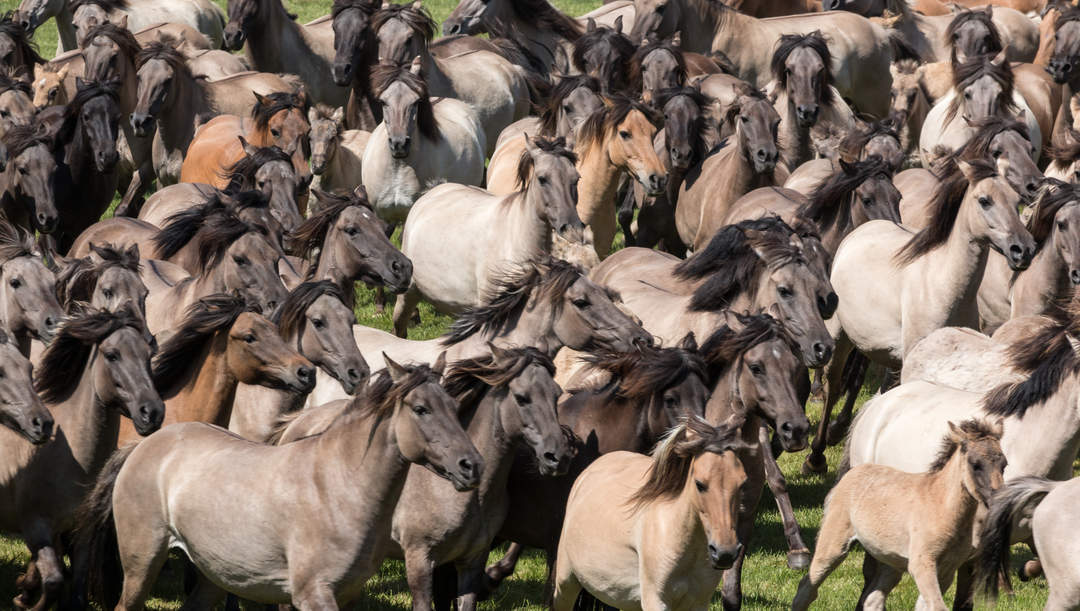 Stampede: Panicked running of a large group of animals