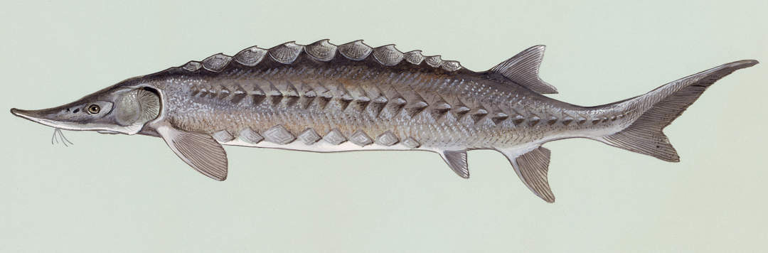 Sturgeon: Ray-finned fish