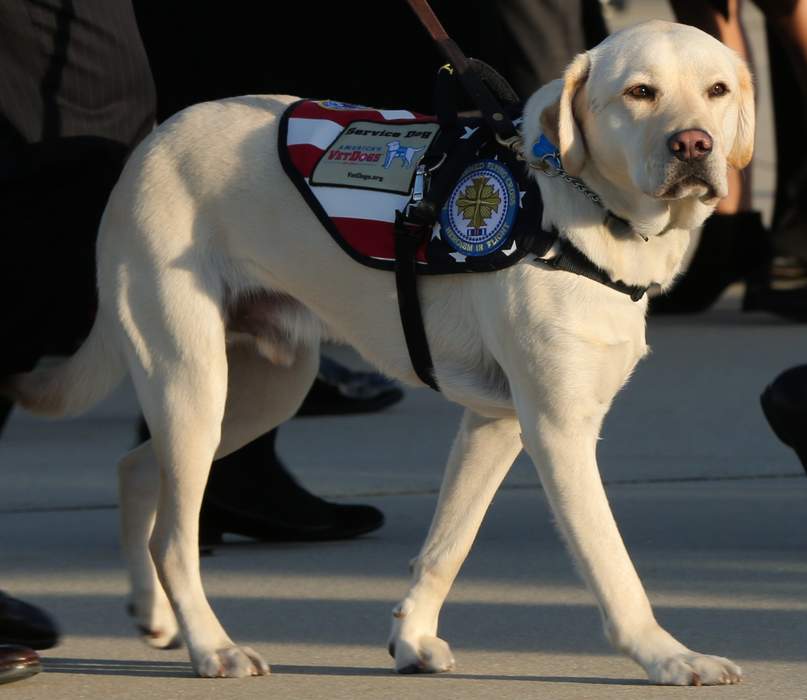 Sully (dog): Service dog of George H.W. Bush