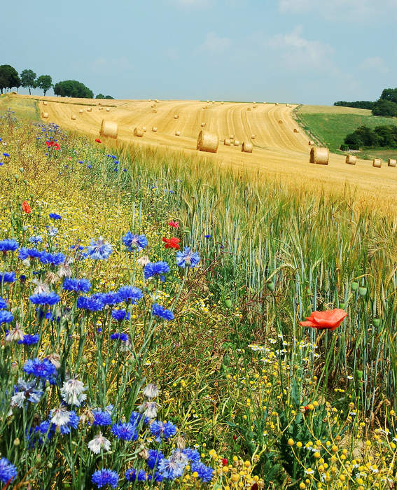 Summer: Hottest of the four temperate seasons