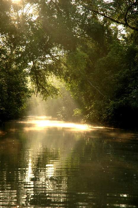 Sundarbans: Mangrove forest in the Bay of Bengal