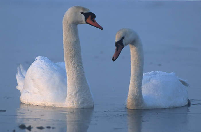 Swan: Tribe of large water birds