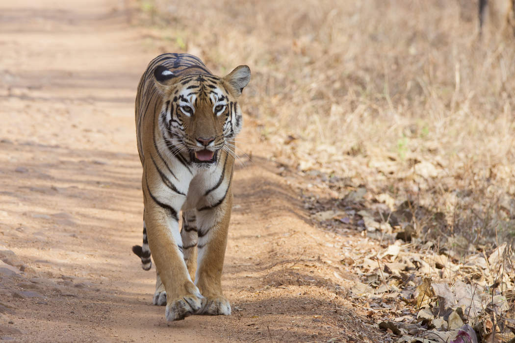 Tadoba Andhari Tiger Reserve: National park and wildlife sanctuary in Maharashtra, India