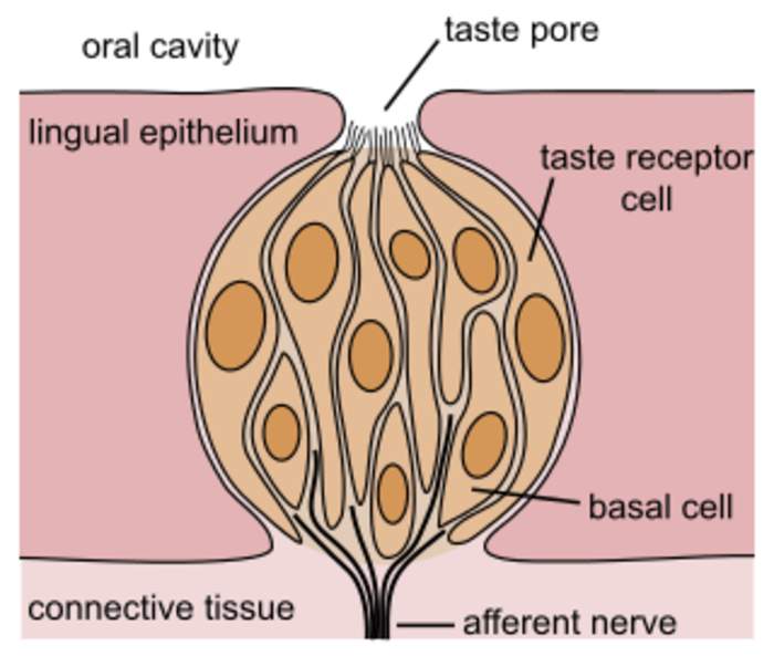 Taste: Sense of chemicals on the tongue