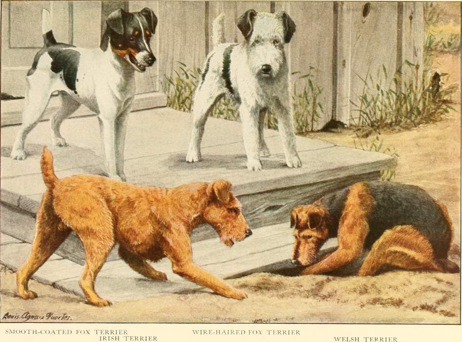 Terrier: Dog type
