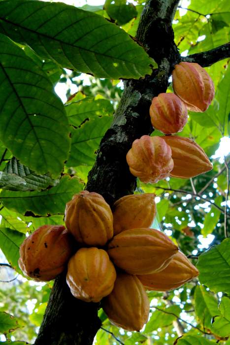 Theobroma cacao: A species of tree grown for its cocoa beans