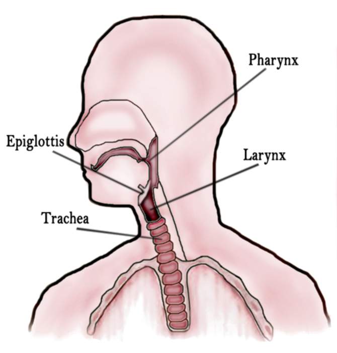 Throat: Anterior part of the neck, in front of the vertebra