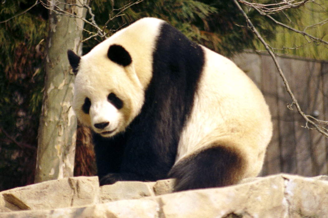 Tian Tian (male giant panda): Male giant panda