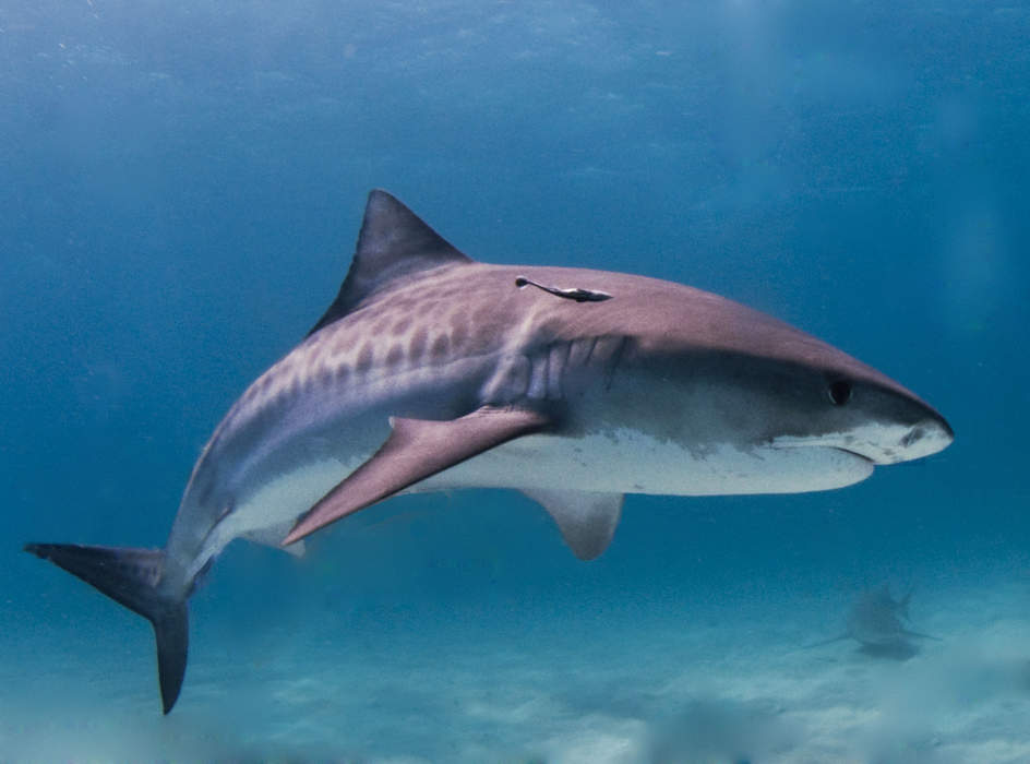 Tiger shark: Species of ground shark
