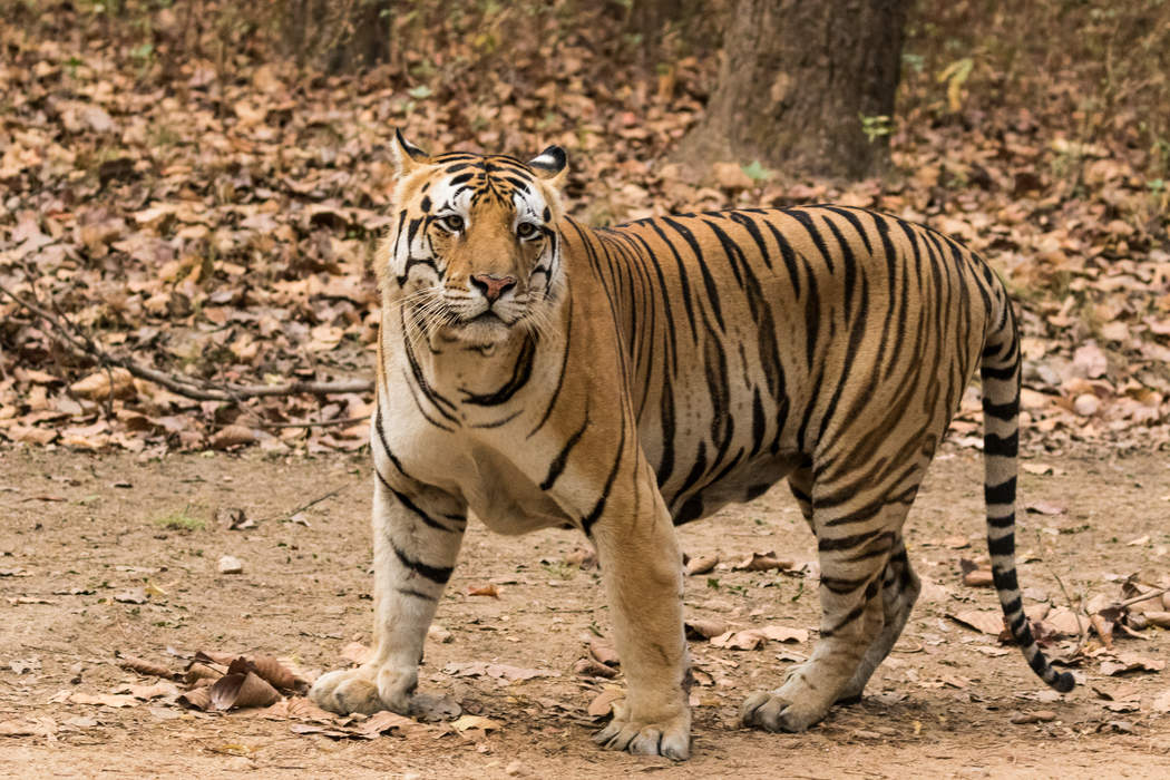 Tiger: Largest species of the cat family