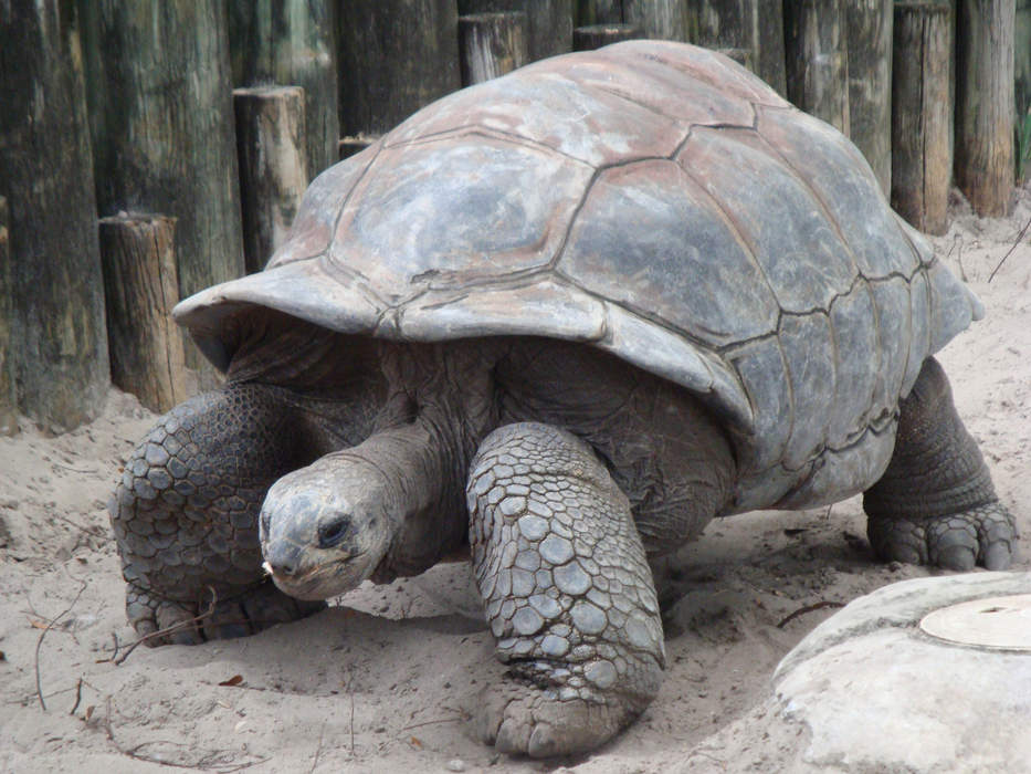 Tortoise: Family of turtles