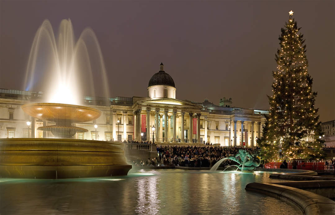 Trafalgar Square Christmas tree: Public tree in Trafalgar Square, London