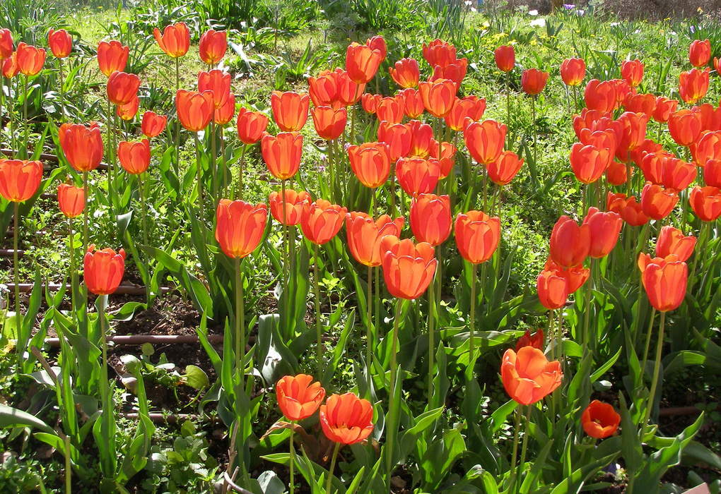 Tulip: Genus of plants