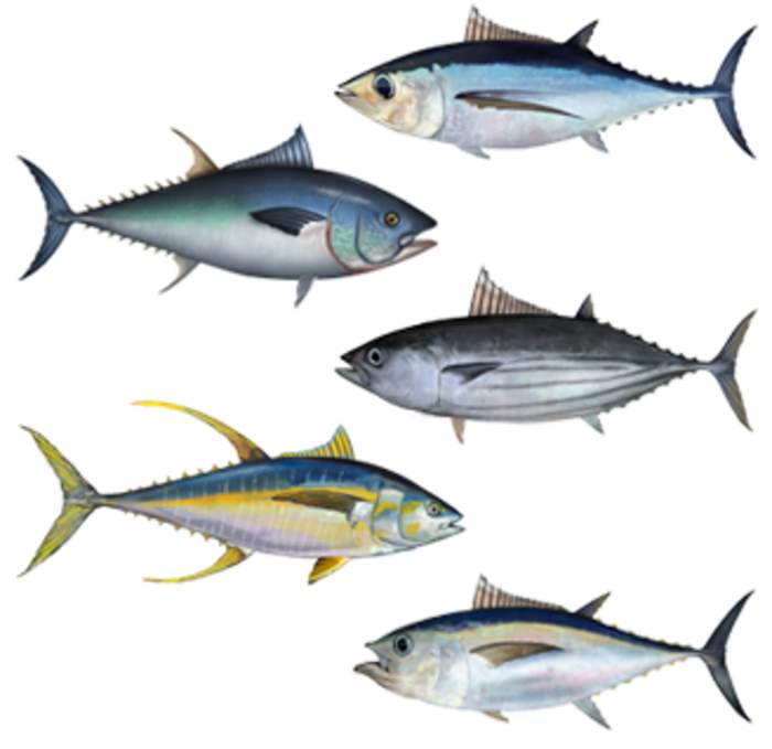 Tuna: Tribe of fishes