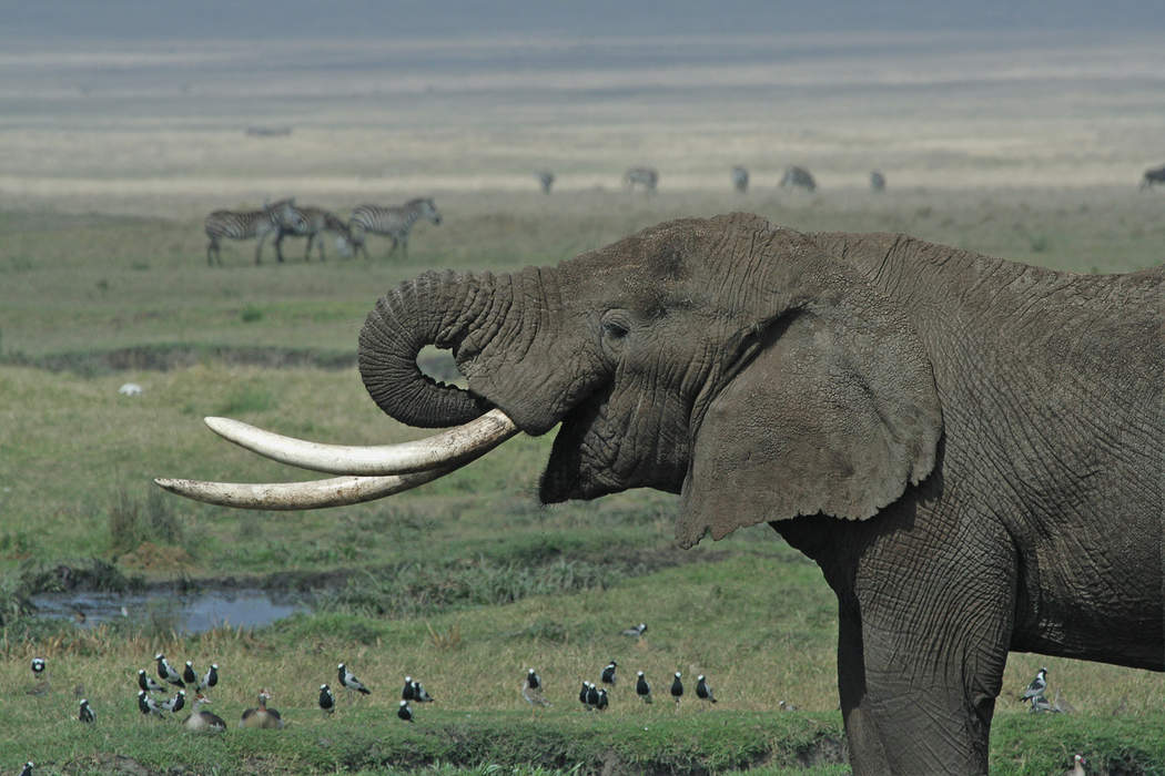 Tusk: Elongated front teeth of certain mammal species