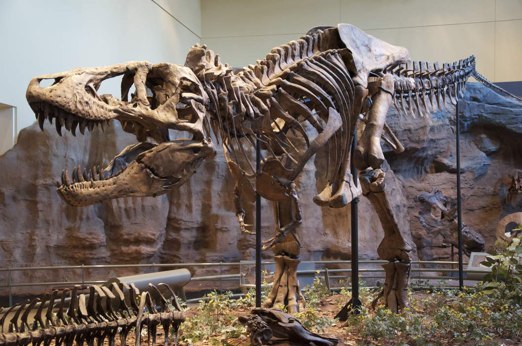 Tyrannosaurus: Genus of Late Cretaceous theropod
