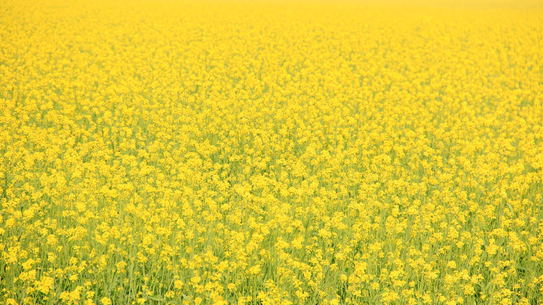 Vasant Panchami: Hindu festival celebrated to welcome Spring