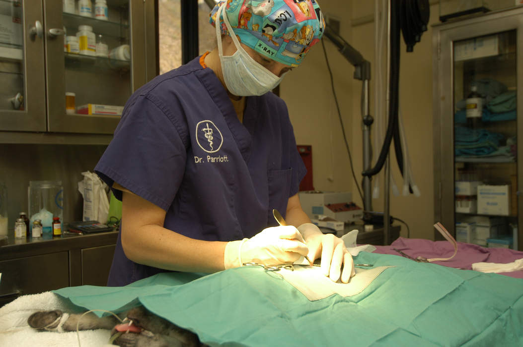 Veterinarian: Health professional who treats non-human animals