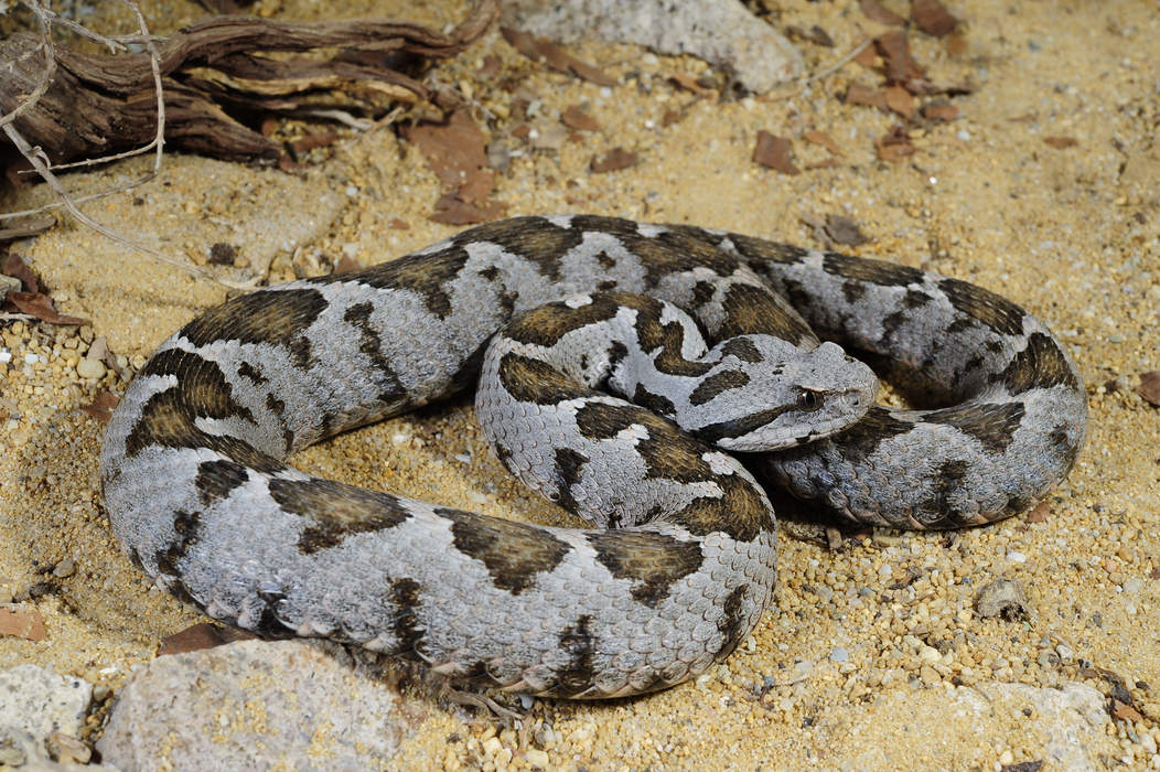 Viperidae: Family of snakes