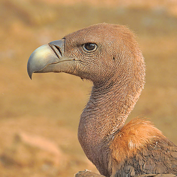 Vulture: Common name for a type of bird