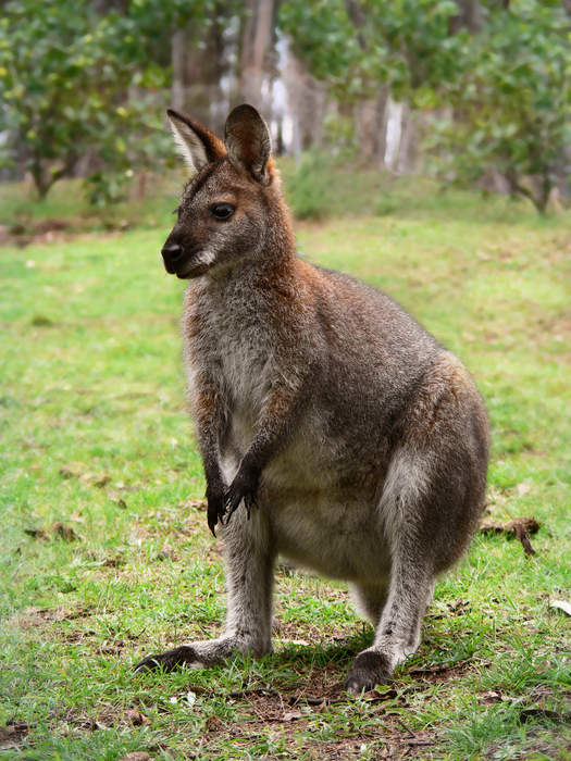 Wallaby: Macropods of Australia and New Guinea