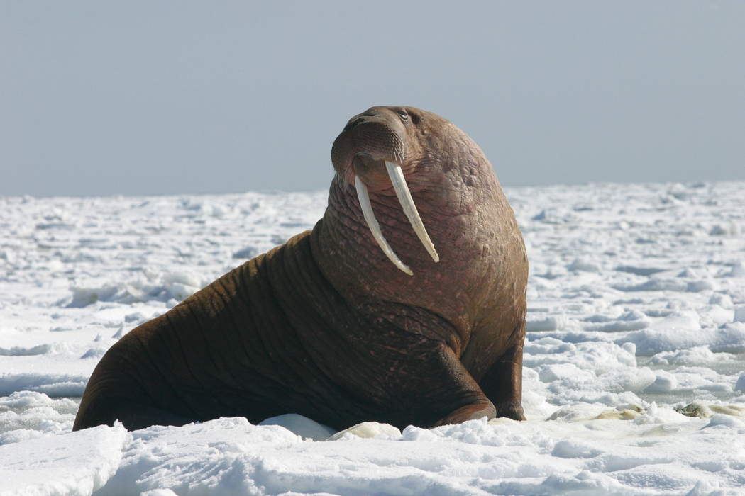 Walrus: Species of marine mammal with tusks