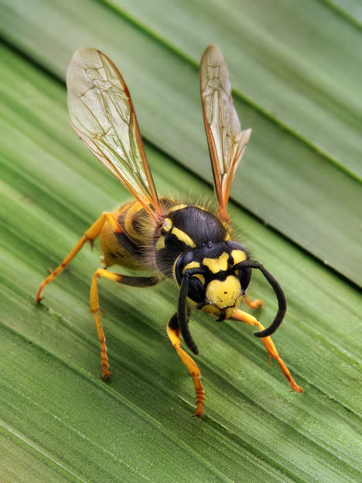 Wasp: Group of insects