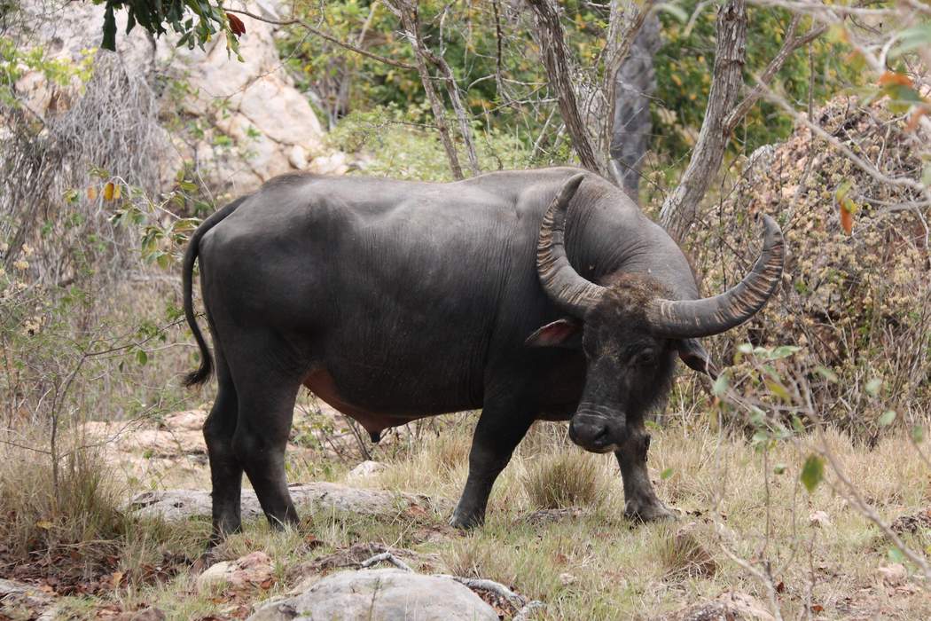 Water buffalo: Species of large bovid