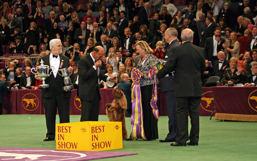 Westminster Kennel Club Dog Show: Annual conformation show in New York City